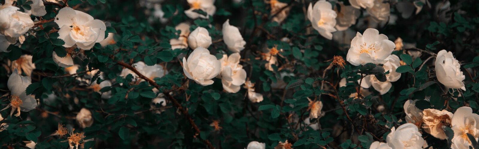 white petaled flowers